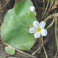 Nymphoides hydrophylla (Lour.) Kuntze